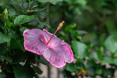 靠近美丽的芙蓉花在花园里。