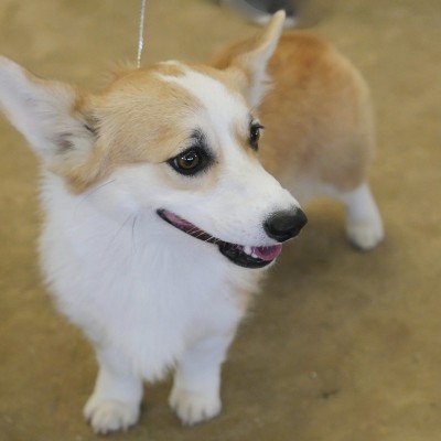 彭布罗克威尔士科基犬