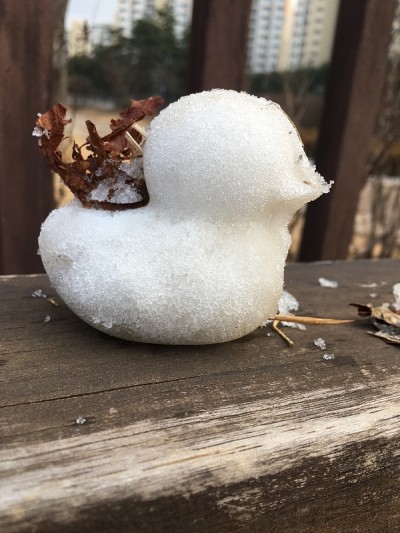 雪鸭