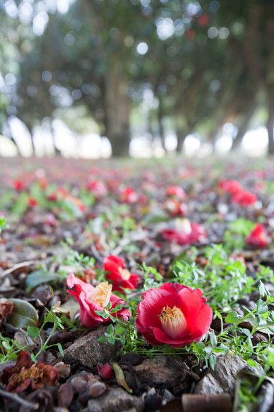 山茶花