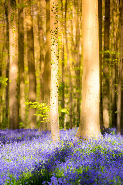 Hallerbos,比利时。在魔法森林