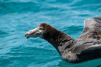 A Giant Northern Petrel Swimming in the Ocean