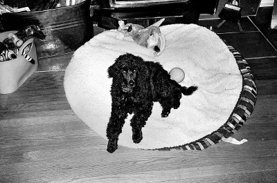 贵宾犬小狗