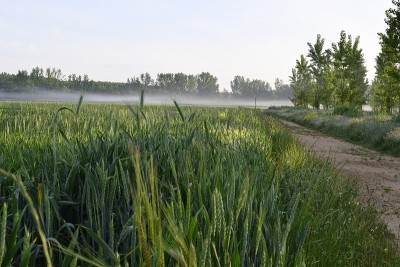 大麦种植在西班牙浇水