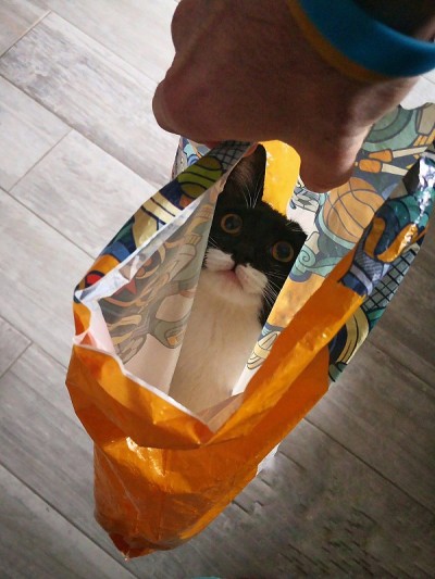 猫店，准备走了