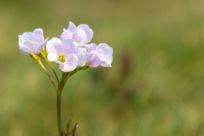 杜鹃花(草地碎米草)