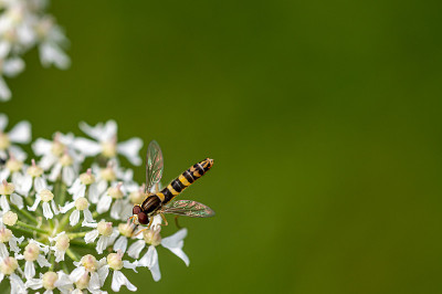 食蚜蝇从野欧芹上采集花蜜