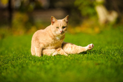 有趣的红发猫