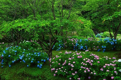 岩手县北上市绣球花