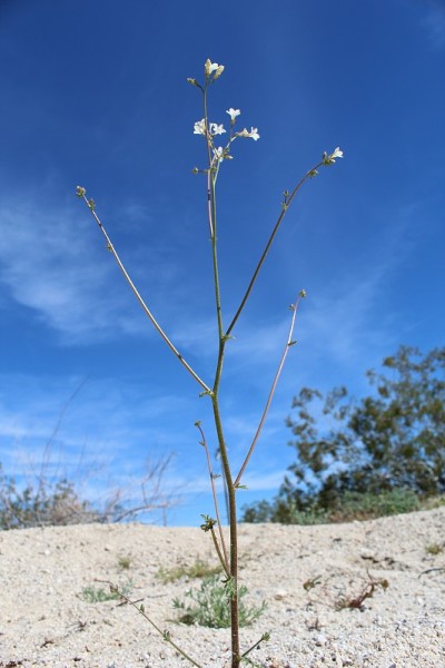 GILIA STELLATA - STAR GILIA - 29 PALMS - 032319 D
