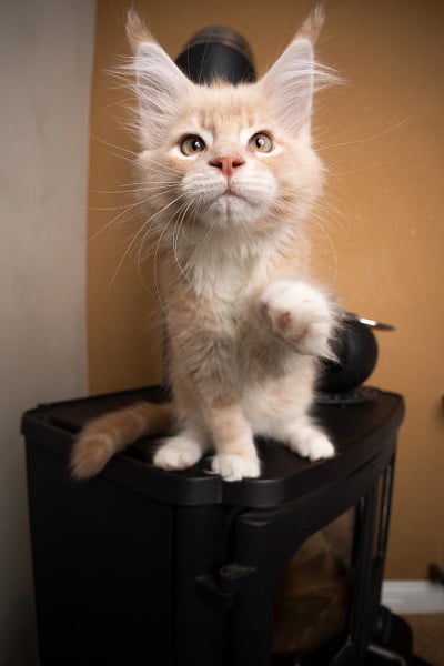 顽皮的缅因小猫坐在烤箱壁炉上举起爪子