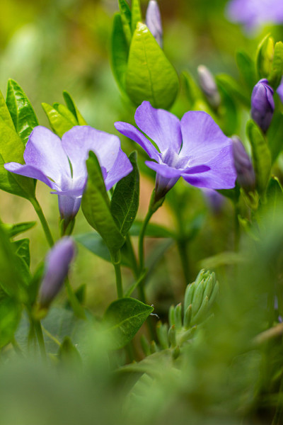 小长春花，俗称小长春花或矮长春花在植物园