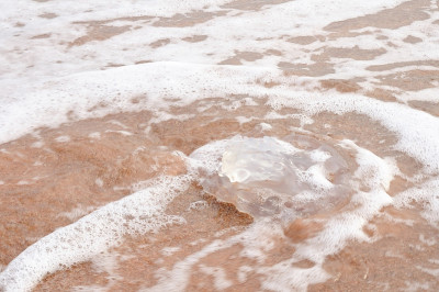 水母在海滩上遇浪
