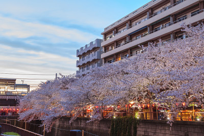 东京长目黑运河的粉红色樱花