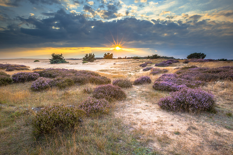 Hoge Veluwe Sand Heathland