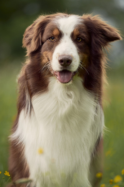 澳大利亚牧羊犬