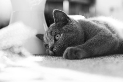 可爱的英国短毛猫