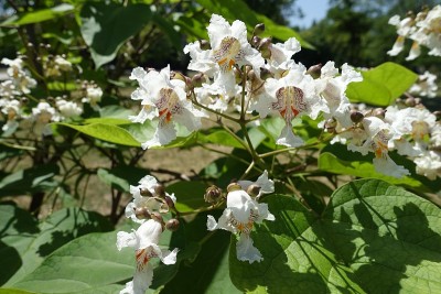 近距离拍摄的白花梓树