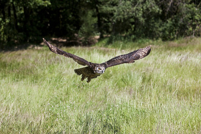 Cape Eagle Owl, bubo capensis，成虫飞行