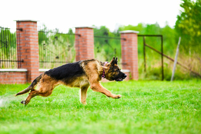 德国牧羊犬