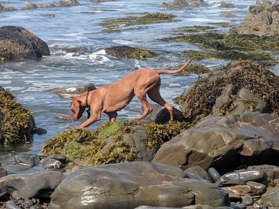 匈牙利Vizsla工作犬
