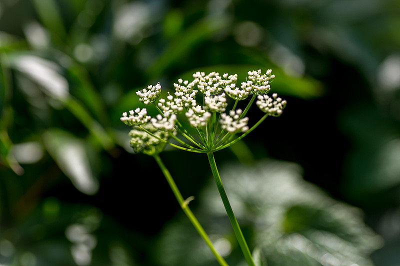 牛欧芹