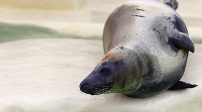 Seal-Aquarium-Biarritz