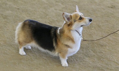 彭布罗克威尔士科基犬