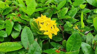 黄色的花