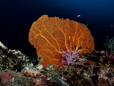 深蓝海洋下的海洋生物环境美景。