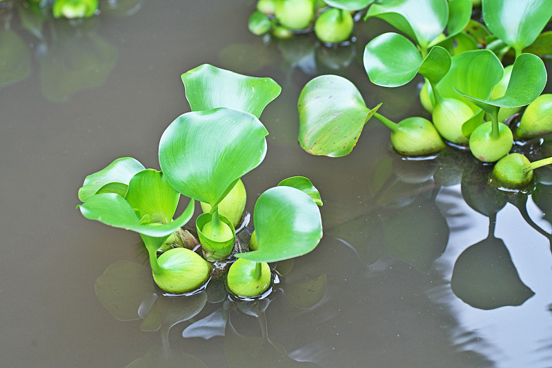 水葫芦