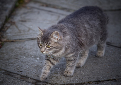 肥猫