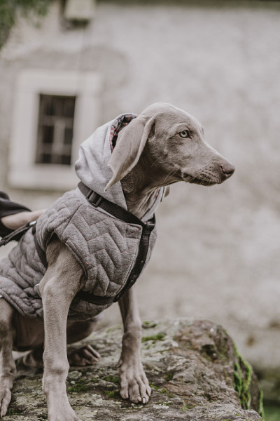 魏玛犬，一只穿着外套的小狗魏玛猎犬，坐在一间乡间小屋里
