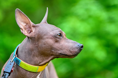 美国无毛犬的侧面肖像特写在模糊的绿色自然背景
