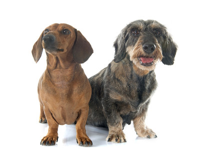 两个腊肠犬