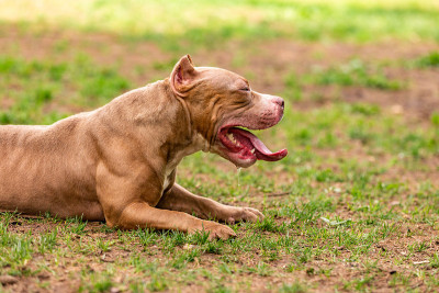 在公园里散步的斗犬，公牛