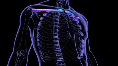 人类骨骼解剖锁骨3D渲染
