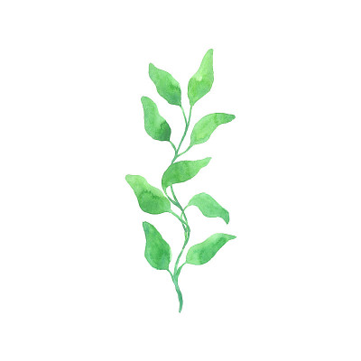 明亮的水彩叶子孤立的白色背景