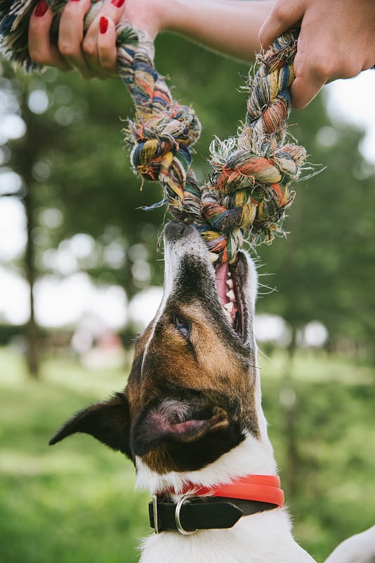 小猎犬抓住绳子挂了起来。关闭了。