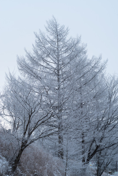 雪