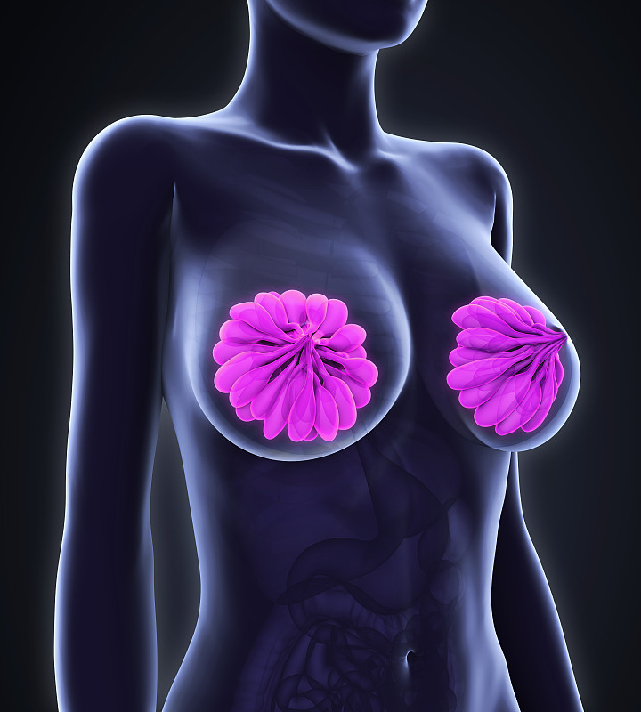女性乳房解剖学