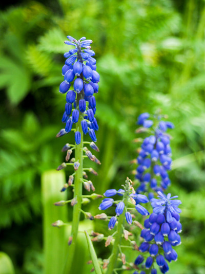 紫麝香麝香杏仁堇菜。许多蓝色的麝香花是绿色的。春天风信子开花。美丽的蓝色春天假期自然背景与蓝色盛开的