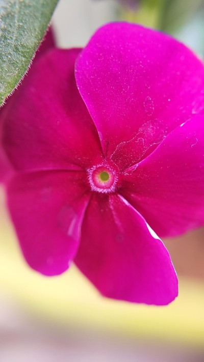 近景长春花粉花头拍摄
