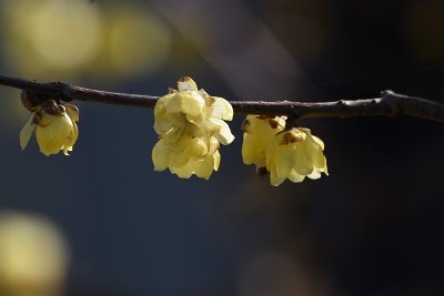梅花(日本多香果)花