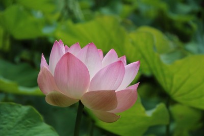 印度莲花，莲，毛里求斯，印度洋