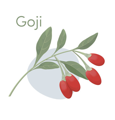 树枝上的枸杞。