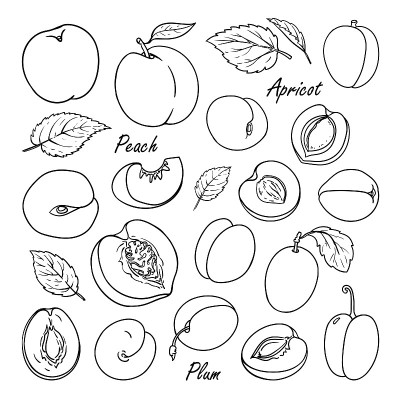 Collection of fruit: peach, plum, apricot isolated