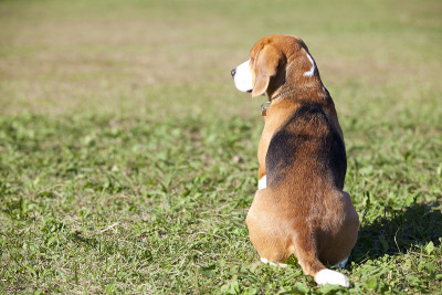 小猎犬号的后视图