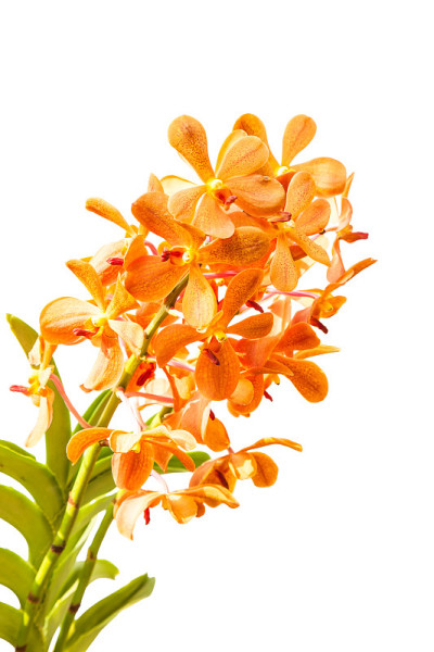 花橙万达兰花