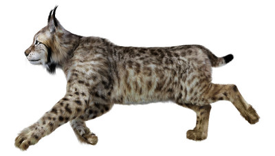 3D渲染Lynx在白色